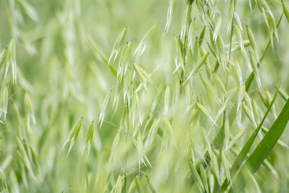 Milky Oats Benefits for Stress and Nervous System Support