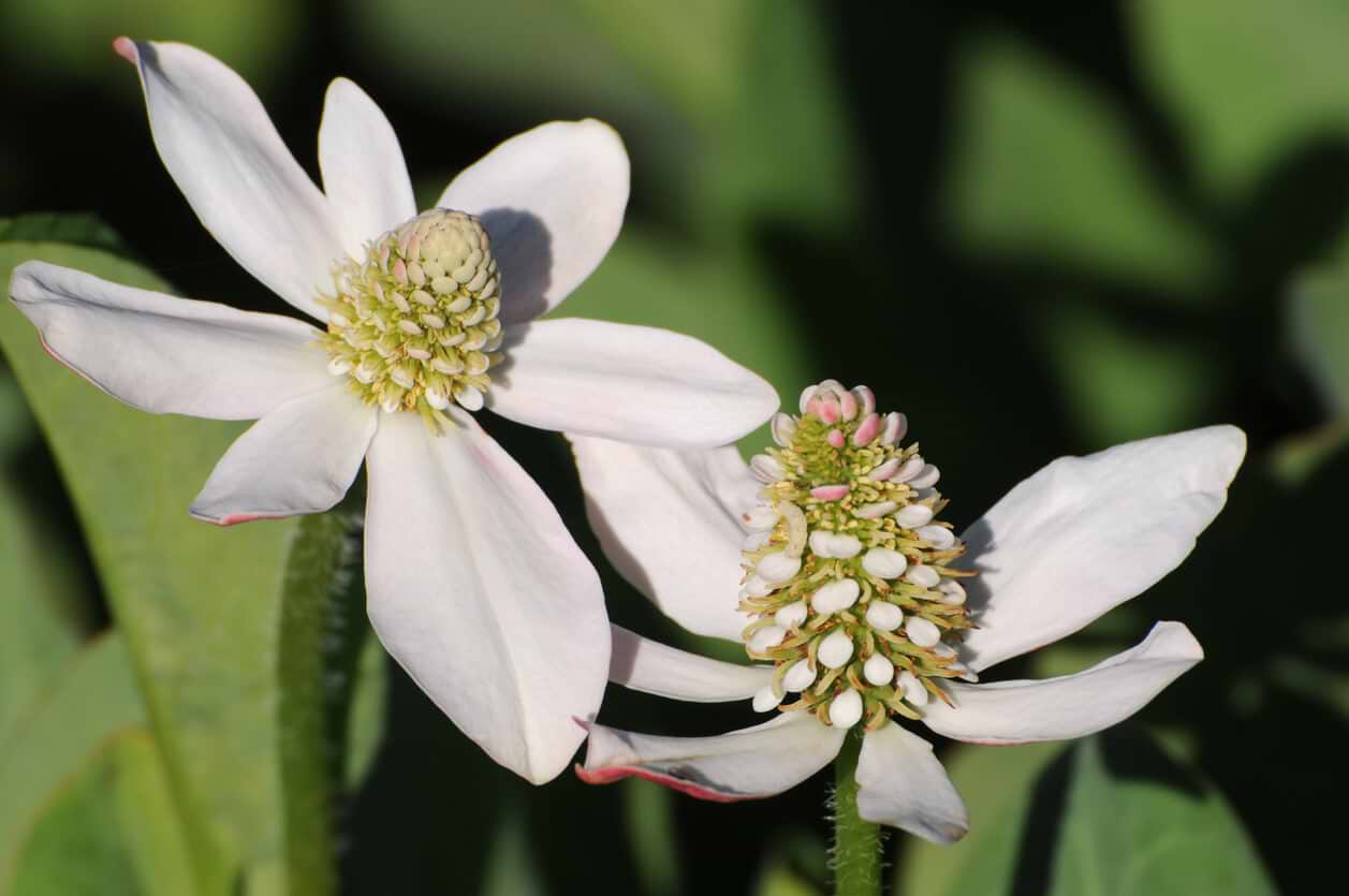 Yerba Mansa Benefits: The Southwest's Potent Herb for Modern Wellness