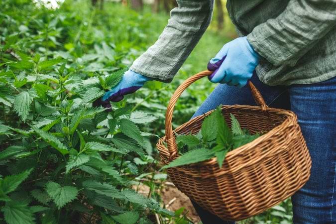 Beyond the Sting: Exploring the Benefits of Stinging Nettles