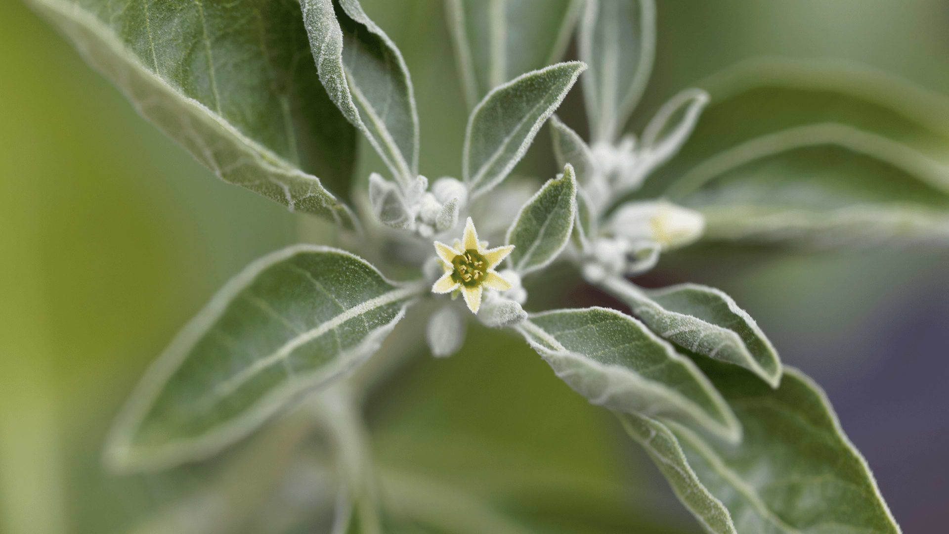 Ashwagandha Benefits: Science-Backed Stress Support