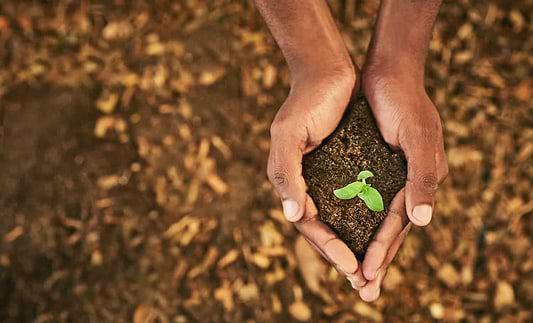 Honoring African American Herbalism
