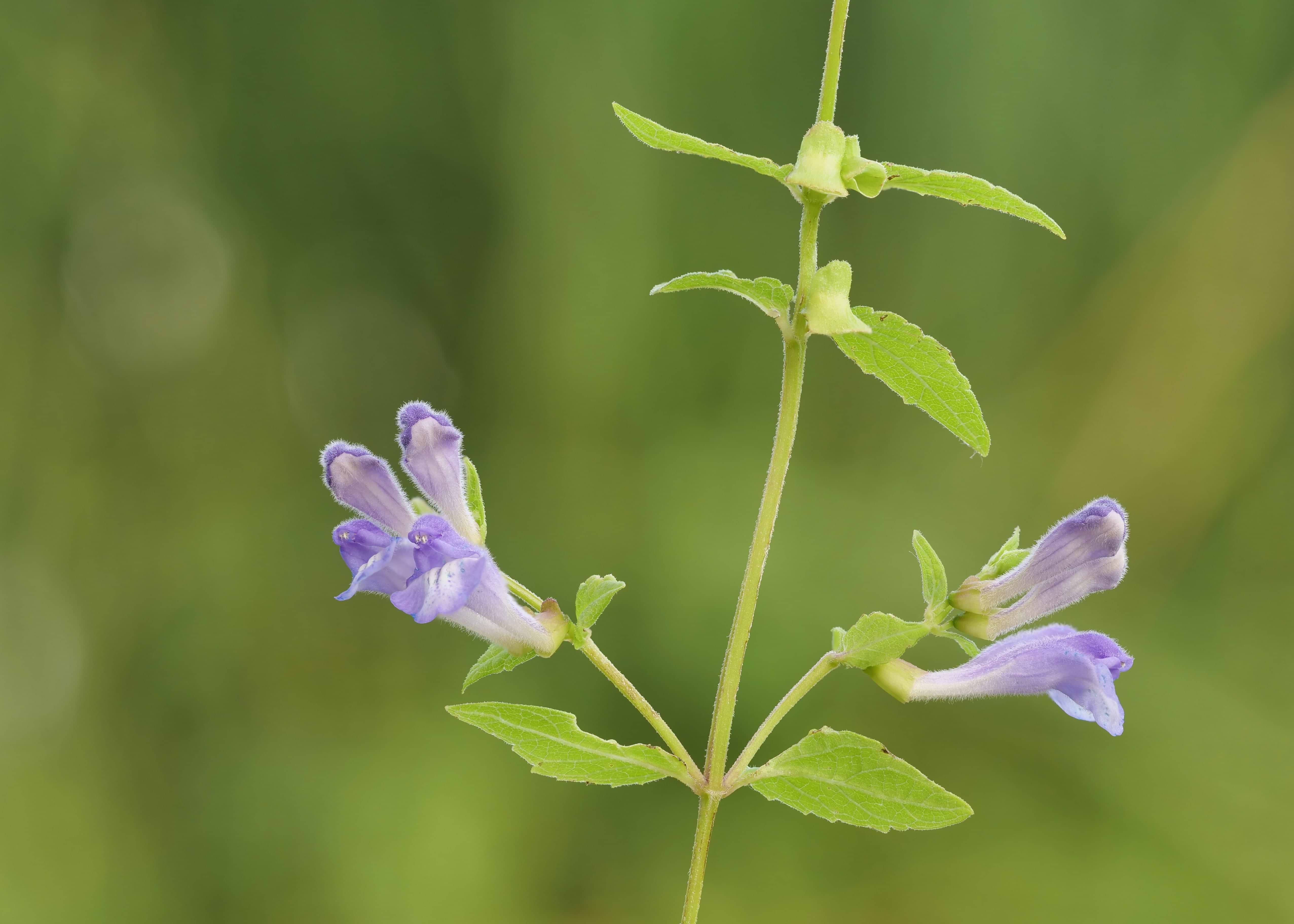Scullcap Health Benefits: Nature’s Calming Power for a Frazzled Nervous System